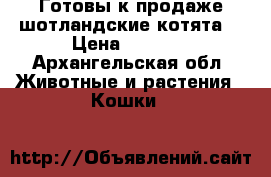 Готовы к продаже шотландские котята. › Цена ­ 5 000 - Архангельская обл. Животные и растения » Кошки   